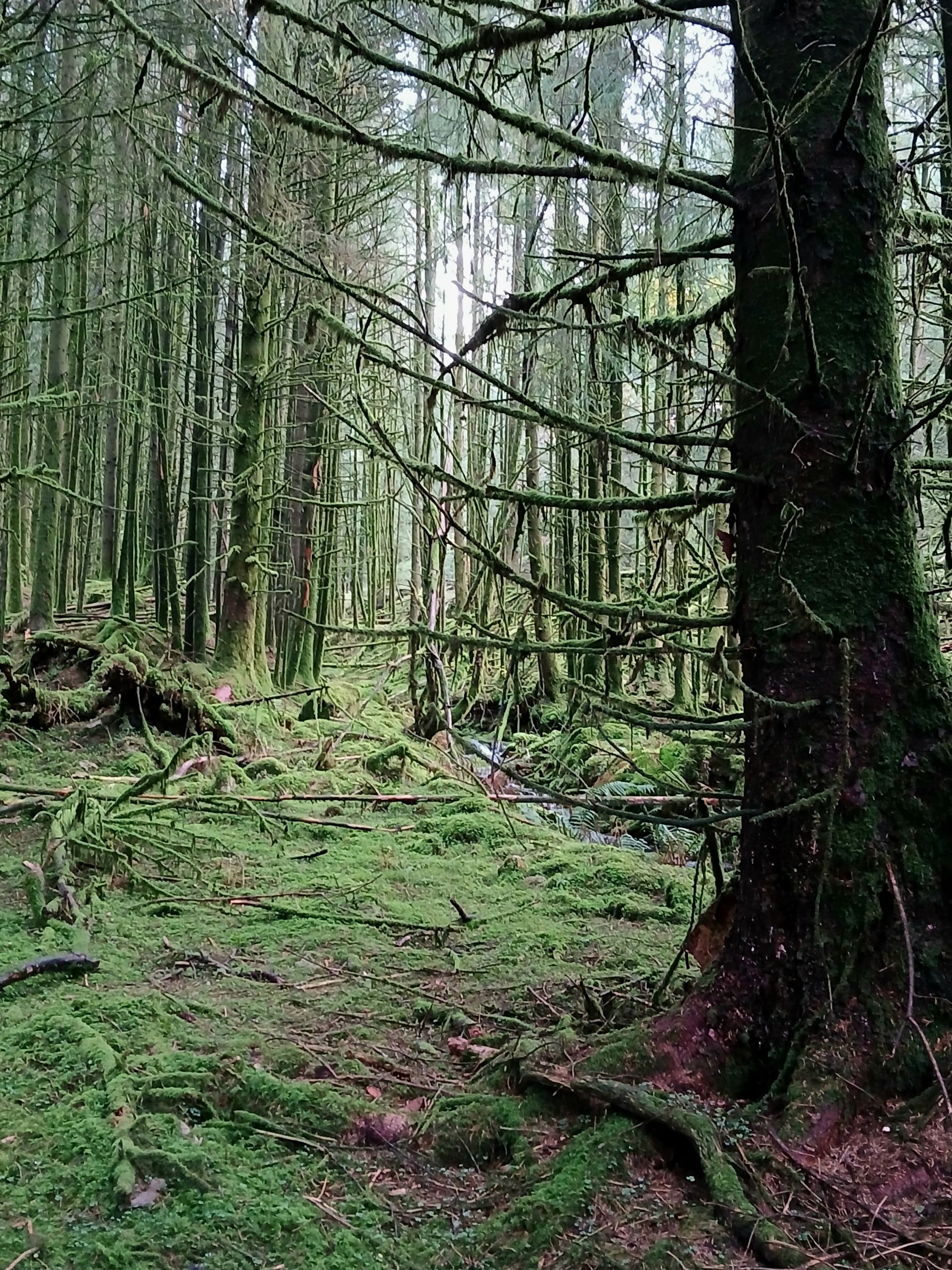 norsworthy plantation